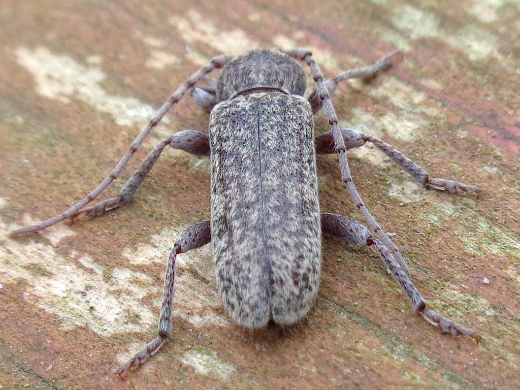 Cerambycidae: maschio di Trichoferus fasciculatus fasciculatus